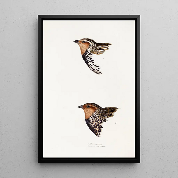 Een overzicht van de vogels van Australië en de aangrenzende eilanden Pl29 - Elizabeth Gould — ingelijst kunstwerk aan de muur