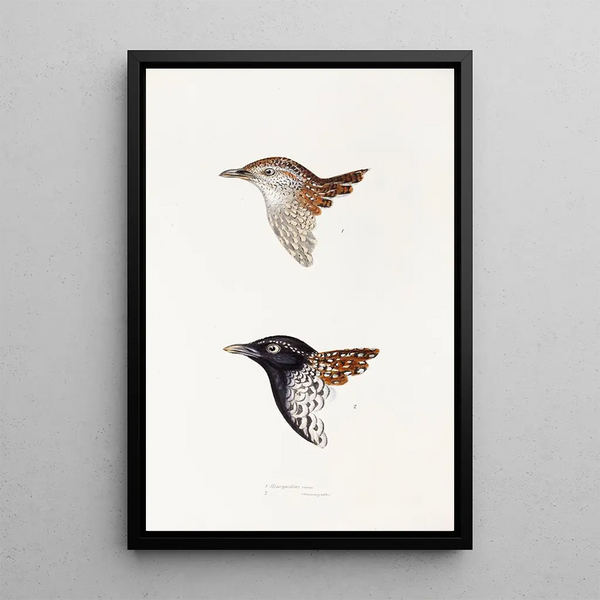 Een overzicht van de vogels van Australië en de aangrenzende eilanden Pl31 - Elizabeth Gould — ingelijst kunstwerk aan de muur