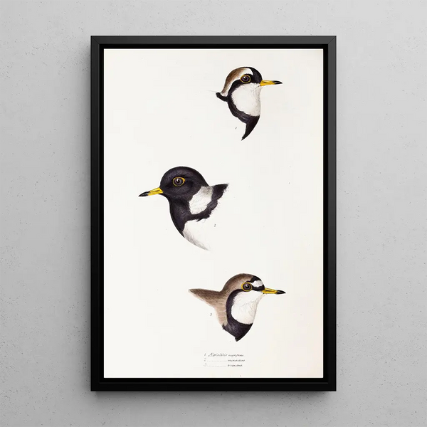 Een overzicht van de vogels van Australië en de aangrenzende eilanden Pl32 - Elizabeth Gould — ingelijst kunstwerk aan de muur