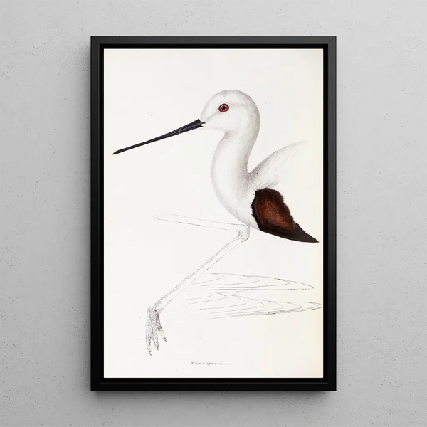 Een overzicht van de vogels van Australië en de aangrenzende eilanden Pl33 - Elizabeth Gould — ingelijst kunstwerk aan de muur
