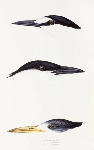 Elizabeth Gould - A synopsis of the birds of Australia and the adjacent Islands Pl37.webp