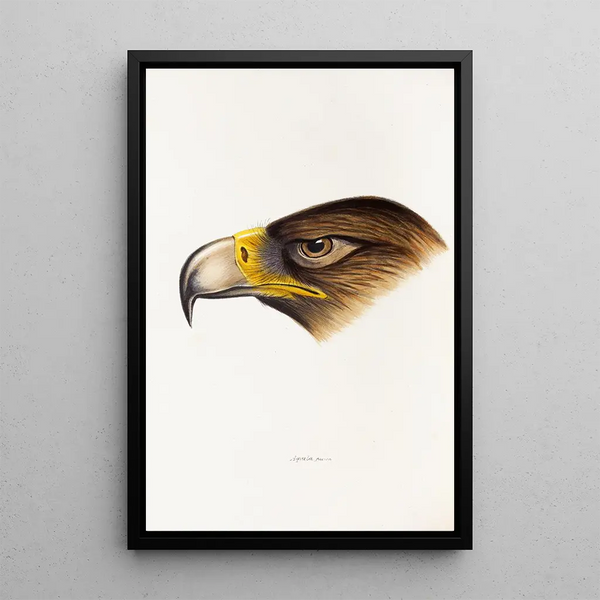 Een overzicht van de vogels van Australië en de aangrenzende eilanden Pl38 - Elizabeth Gould — ingelijst kunstwerk aan de muur