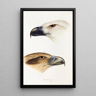 Elizabeth Gould - A synopsis of the birds of Australia and the adjacent Islands Pl39.webp