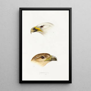 Elizabeth Gould - A synopsis of the birds of Australia and the adjacent Islands Pl40.webp