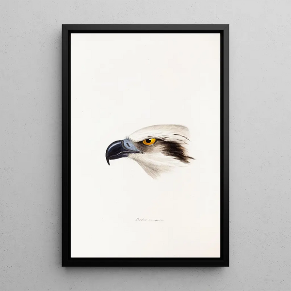 Un synopsis des oiseaux d'Australie et des îles adjacentes Pl41 - Elizabeth Gould — ingelijst kunstwerk aan de muur