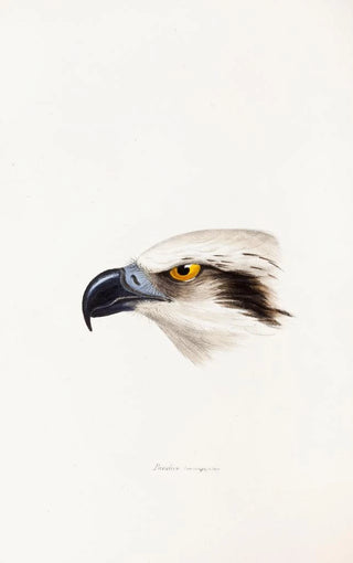 Elizabeth Gould - A synopsis of the birds of Australia and the adjacent Islands Pl41.webp