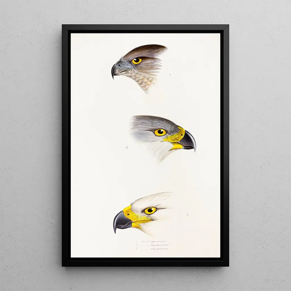 Een overzicht van de vogels van Australië en de aangrenzende eilanden Pl44 - Elizabeth Gould — ingelijst kunstwerk aan de muur