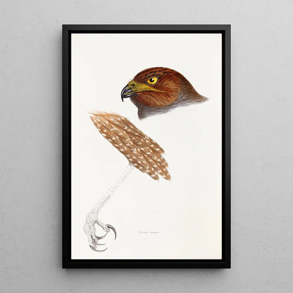 Een overzicht van de vogels van Australië en de aangrenzende eilanden Pl48 - Elizabeth Gould — ingelijst kunstwerk aan de muur