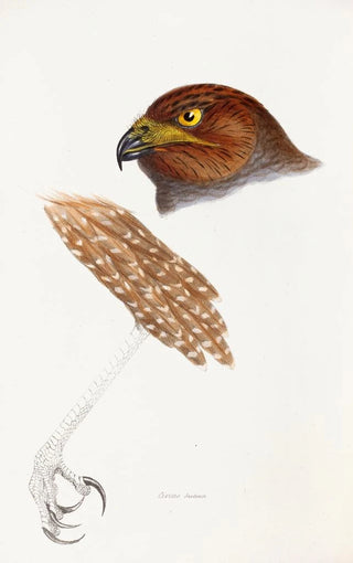 Elizabeth Gould - A synopsis of the birds of Australia and the adjacent Islands Pl48.webp
