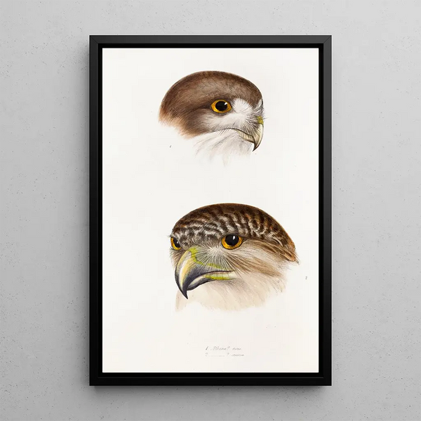 Een overzicht van de vogels van Australië en de aangrenzende eilanden Pl49 - Elizabeth Gould — ingelijst kunstwerk aan de muur