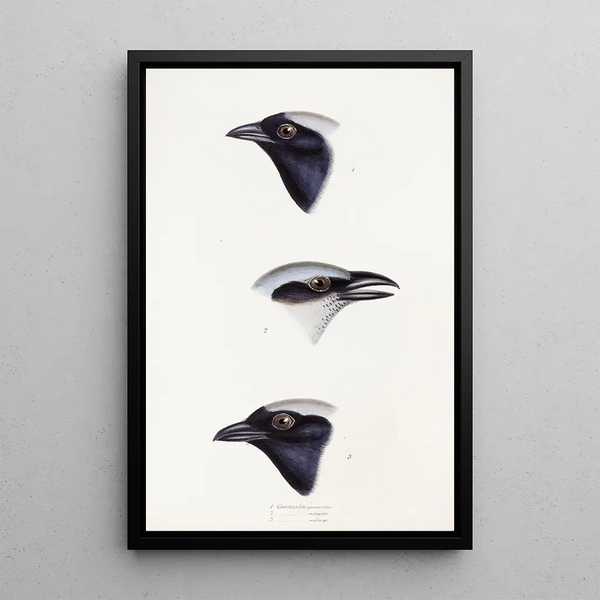 Een overzicht van de vogels van Australië en de aangrenzende eilanden Pl56 - Elizabeth Gould — ingelijst kunstwerk aan de muur