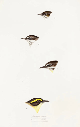 Elizabeth Gould - A synopsis of the birds of Australia and the adjacent Islands Pl58.webp