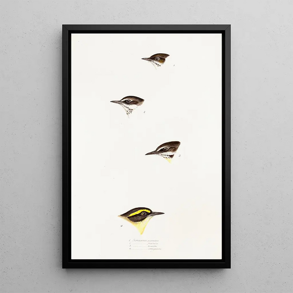 Een overzicht van de vogels van Australië en de aangrenzende eilanden Pl58 - Elizabeth Gould — ingelijst kunstwerk aan de muur