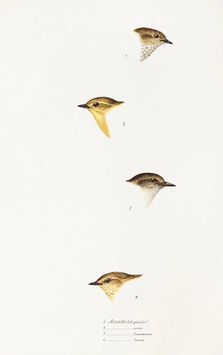 Elizabeth Gould - A synopsis of the birds of Australia and the adjacent Islands Pl59.webp