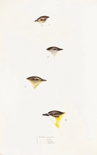 Elizabeth Gould - A synopsis of the birds of Australia and the adjacent Islands Pl61.webp