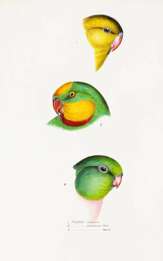 Elizabeth Gould - A synopsis of the birds of Australia and the adjacent Islands Pl67.webp