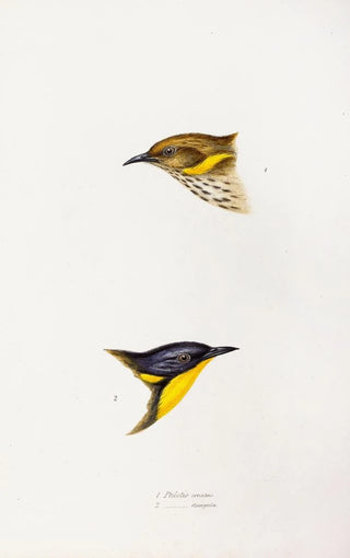 Elizabeth Gould - A synopsis of the birds of Australia and the adjacent Islands Pl72.webp