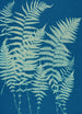 Fougères van Huntington Long Island Pl03 - Ella J C Hurd — weergave van het kunstwerk