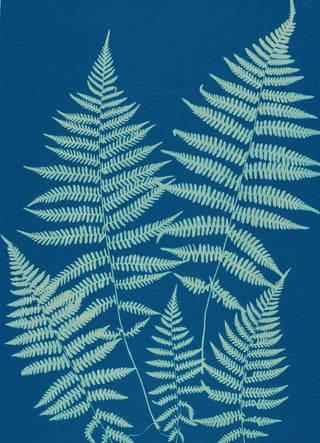 Ella J C Hurd - Ferns of Huntington Long Island Pl18.webp
