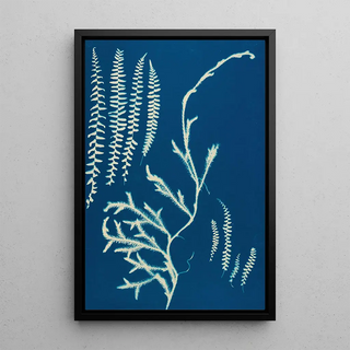 Ella J C Hurd - Ferns of Huntington Long Island Pl19.webp