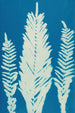 Fougères van Huntington Long Island Pl36 - Ella J C Hurd — weergave van het kunstwerk