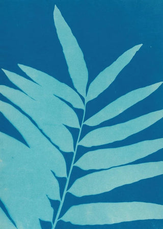 Ella J C Hurd - Ferns of Huntington Long Island Pl41.webp