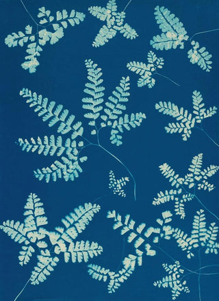 Ella J C Hurd - Ferns of Huntington Long Island Pl42.webp