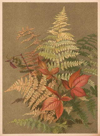 Ellen Fisher - Autumn ferns.webp