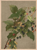 Mûres Painting - Ellen Fisher — artwork view