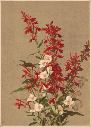 Ellen Fisher - Cardinal flower.webp