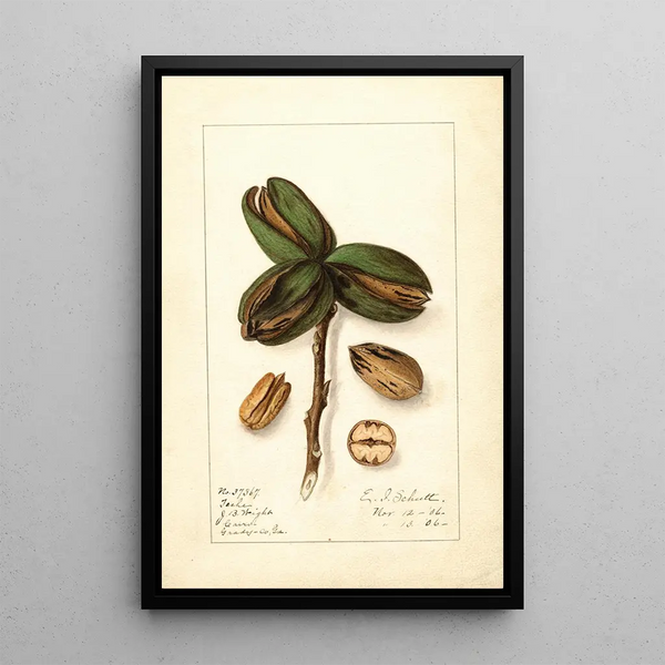 Carya Teche - Ellen Isham Schutt — framed artwork on a wall