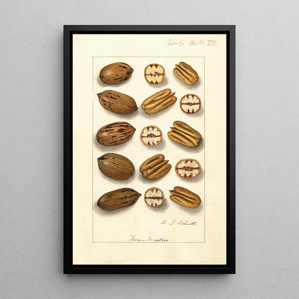 Carya illinoinensis - Ellen Isham Schutt — framed artwork on a wall