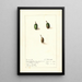 Chrysophyllum cainito - Ellen Isham Schutt — framed artwork on a wall