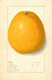 Citrus Fruits Painting - Ellen Isham Schutt — artwork view