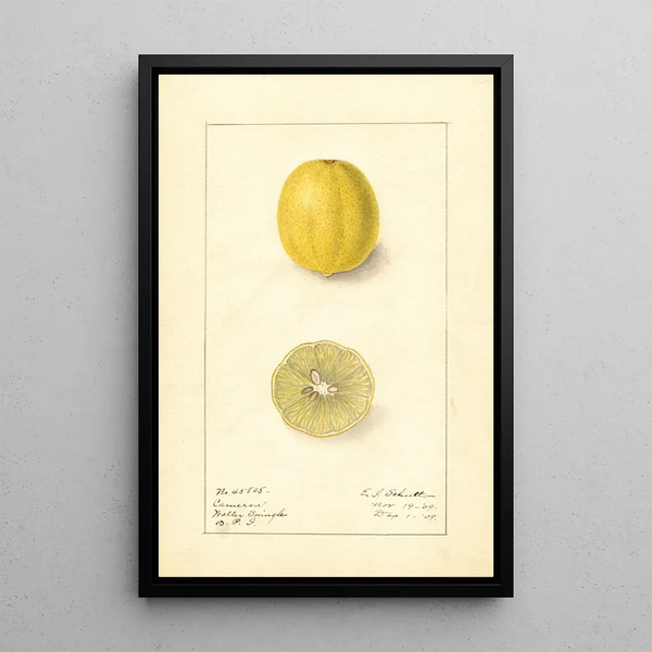 Citrus aurantiifolia Cameron - Ellen Isham Schutt — framed artwork on a wall