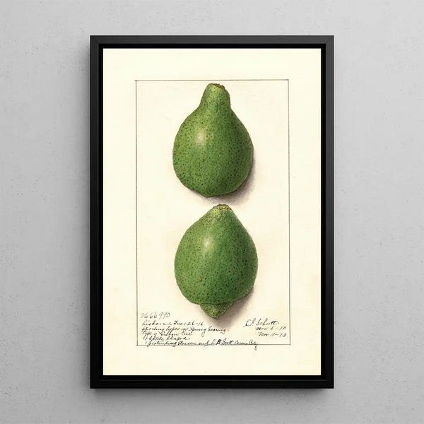 Citrus aurantiifolia Lisbon - Ellen Isham Schutt — framed artwork on a wall