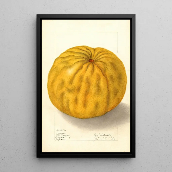 Citrus grandis To Yuzu - Ellen Isham Schutt — framed artwork on a wall