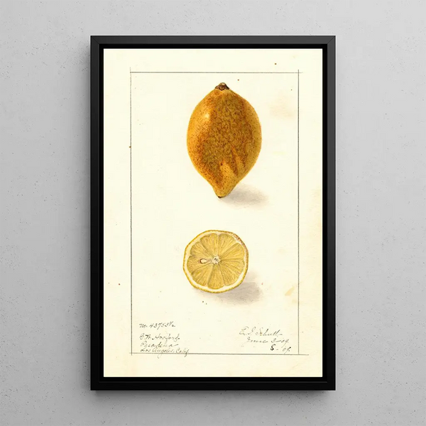 Citrus lemon - Ellen Isham Schutt — framed artwork on a wall