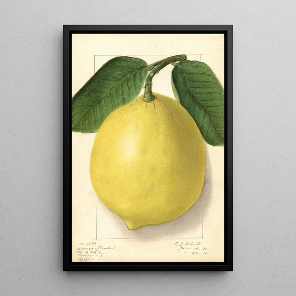 Citrus limon American Wonder - Ellen Isham Schutt | Painting — framed artwork on a wall