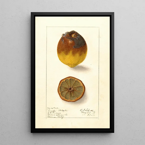 Citrus lemon Eureka - Ellen Isham Schutt — framed artwork on a wall