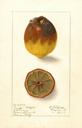 Ellen Isham Schutt - Citrus limon Eureka.webp