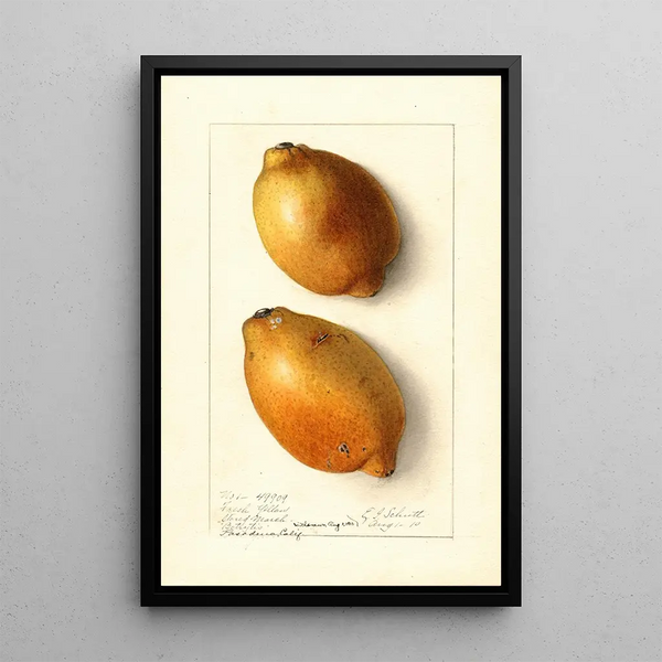 Citrus limon Fresh Yellow - Ellen Isham Schutt — framed artwork on a wall
