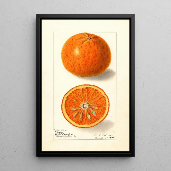 Citrus nobilis King - Ellen Isham Schutt — framed artwork on a wall