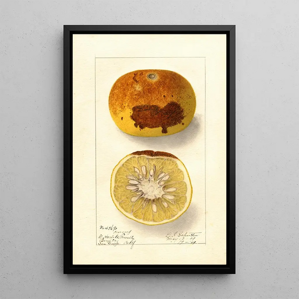 Citrus paradisi - Ellen Isham Schutt — framed artwork on a wall