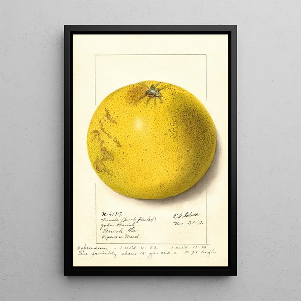 Citrus paradisi Pink Fleshed - Ellen Isham Schutt — framed artwork on a wall