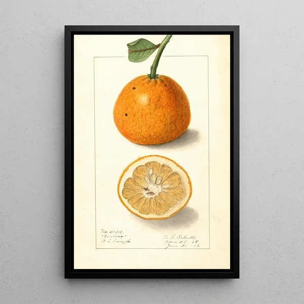 Citrus sinensis Bonboro - Ellen Isham Schutt | Painting — framed artwork on a wall