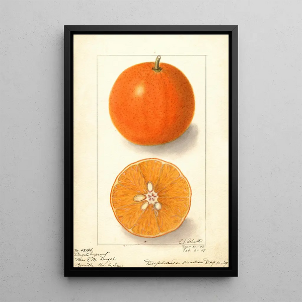 Citrus sinensis Dugats Improved - Ellen Isham Schutt — framed artwork on a wall