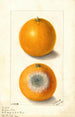Citrus sinensis Indian River - Ellen Isham Schutt — weergave van het kunstwerk