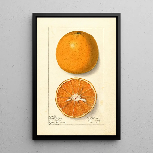 Citrus sinensis Lue Gim Gong - Ellen Isham Schutt — framed artwork on a wall