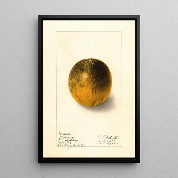 Citrus sinensis Valencia - Ellen Isham Schutt — framed artwork on a wall